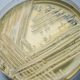 Candida auris