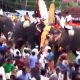 elefante attacco