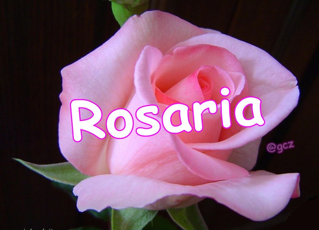 Buon Onomastico Rosaria E Rosario Oggi 7 Ottobre Video Gif E Immagini Di Auguri Da Inviare Via Social Notizie Audaci