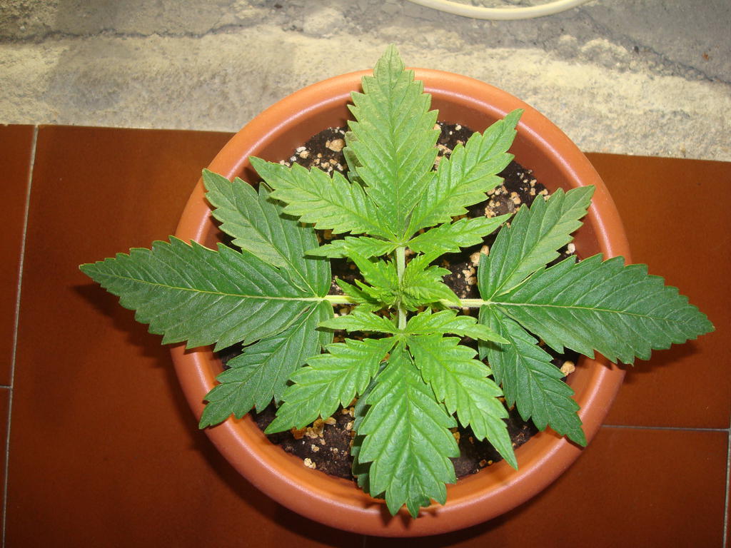 cannabis coronavirus