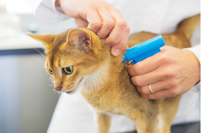 gatto obbligatorio microchip lombardia