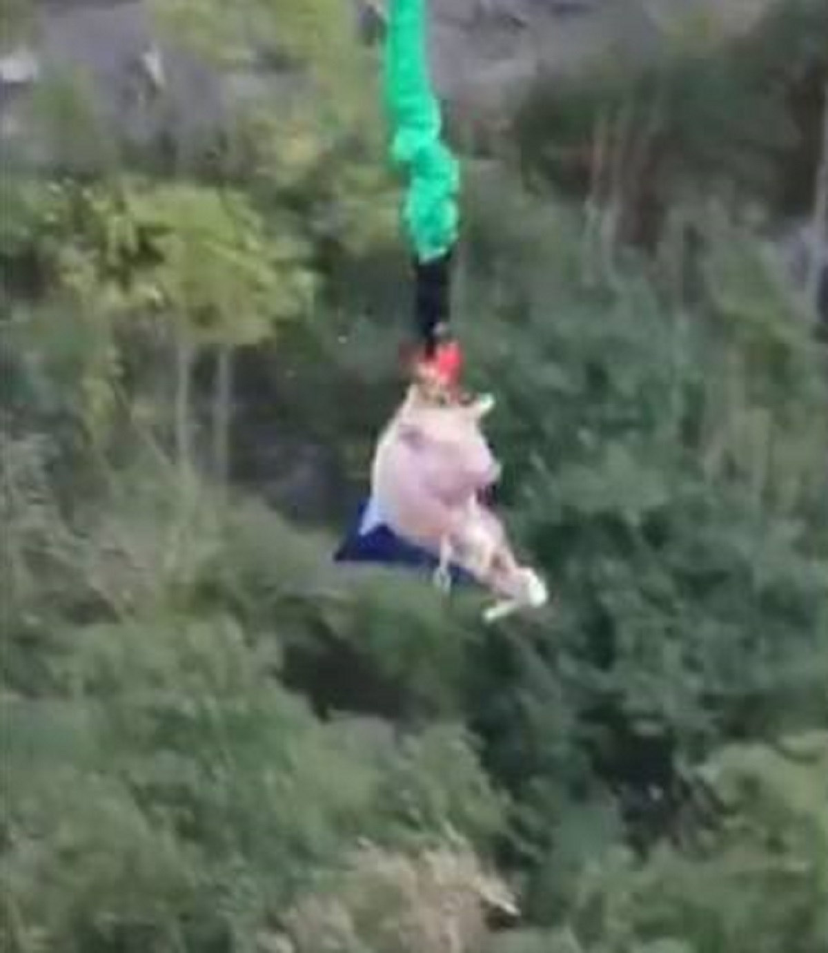 maiale bungee jumping