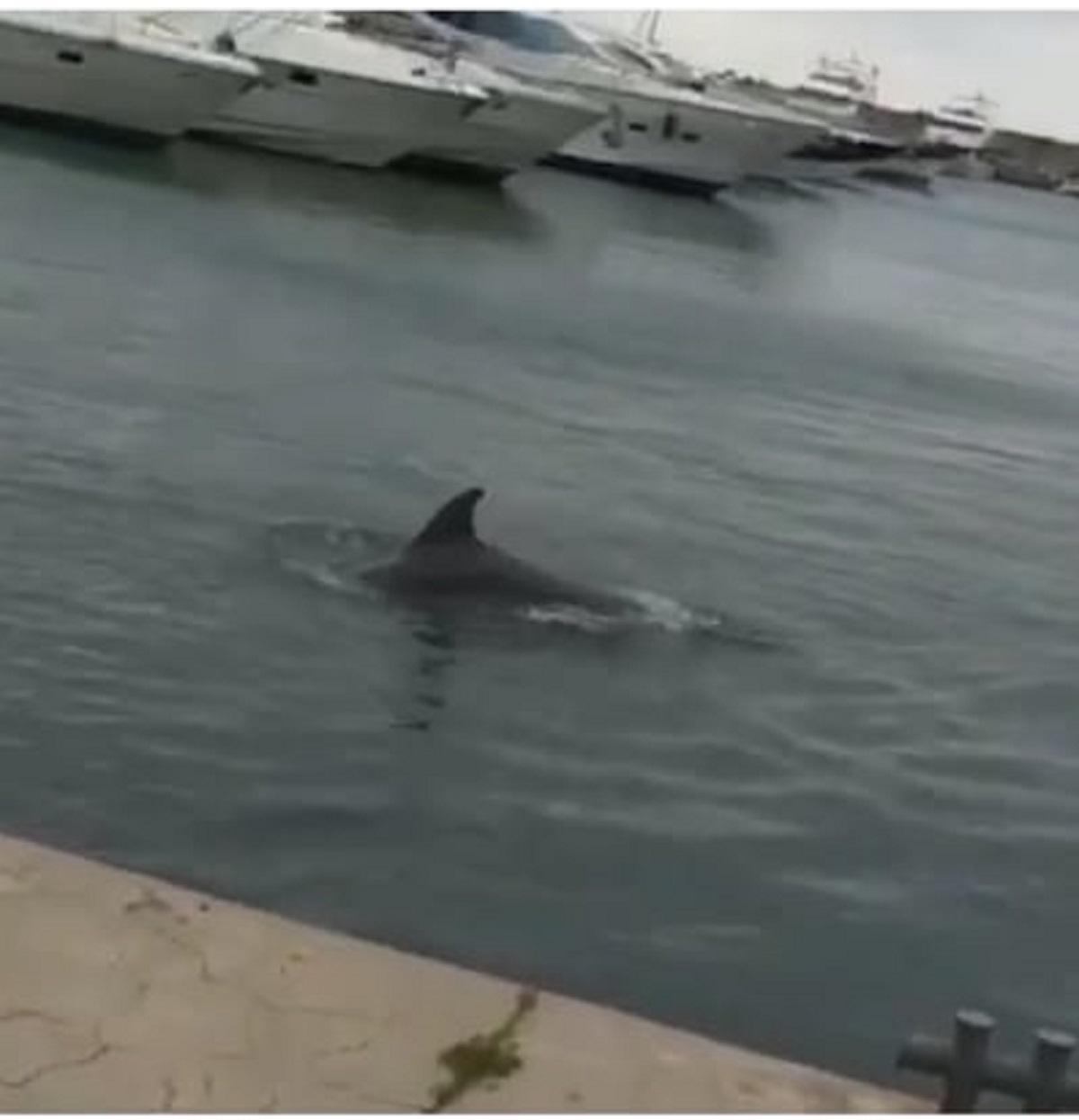 delfini porto salerno bufala