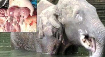 elefante ananas Archivi | Notizie Audaci