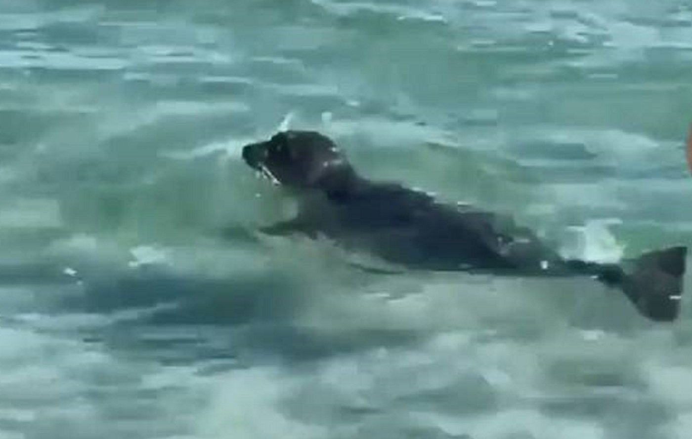 foca presa a sassate video