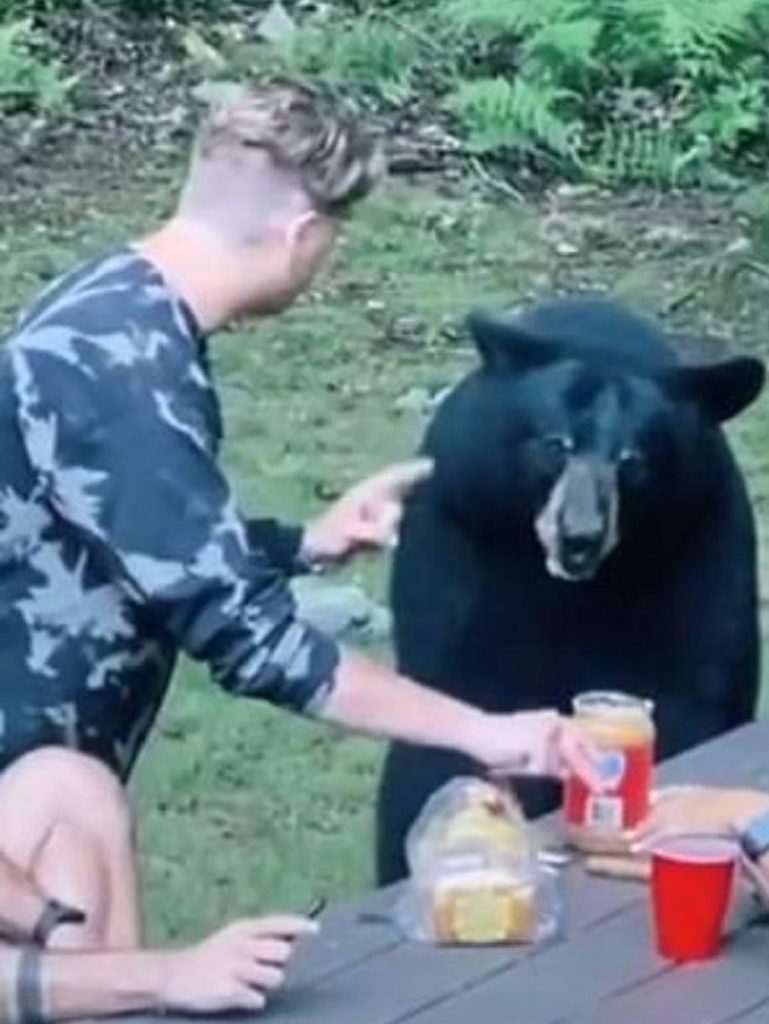 Orso partecipa al picnic a base di crema di arachidi con ...