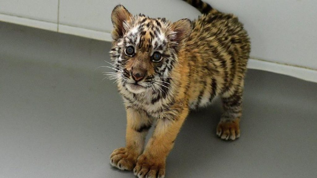 Sognare Di Avere Una Tigre In Casa