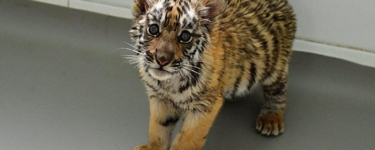 Sognare Di Avere Una Tigre In Casa