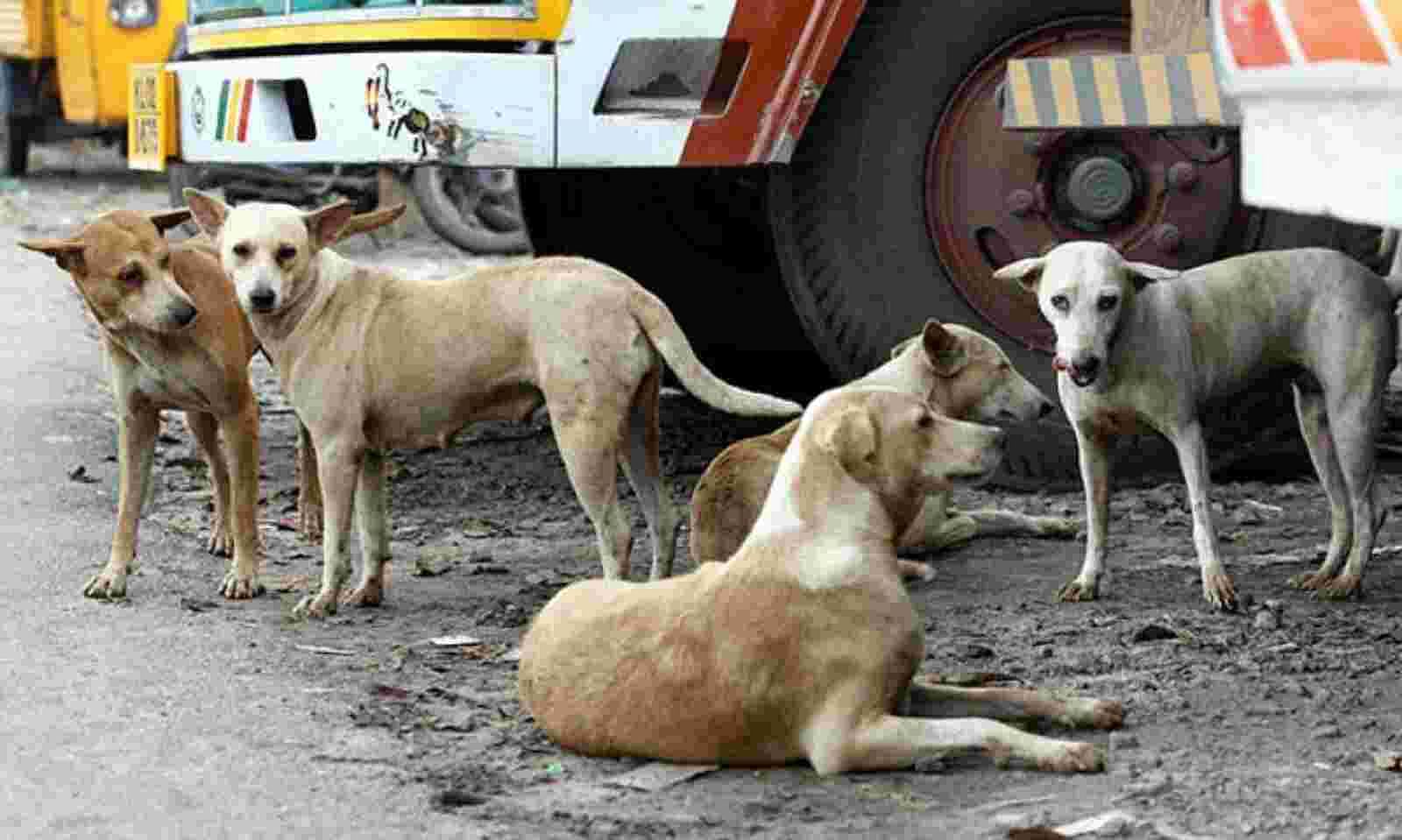 cani-ritrovati-india