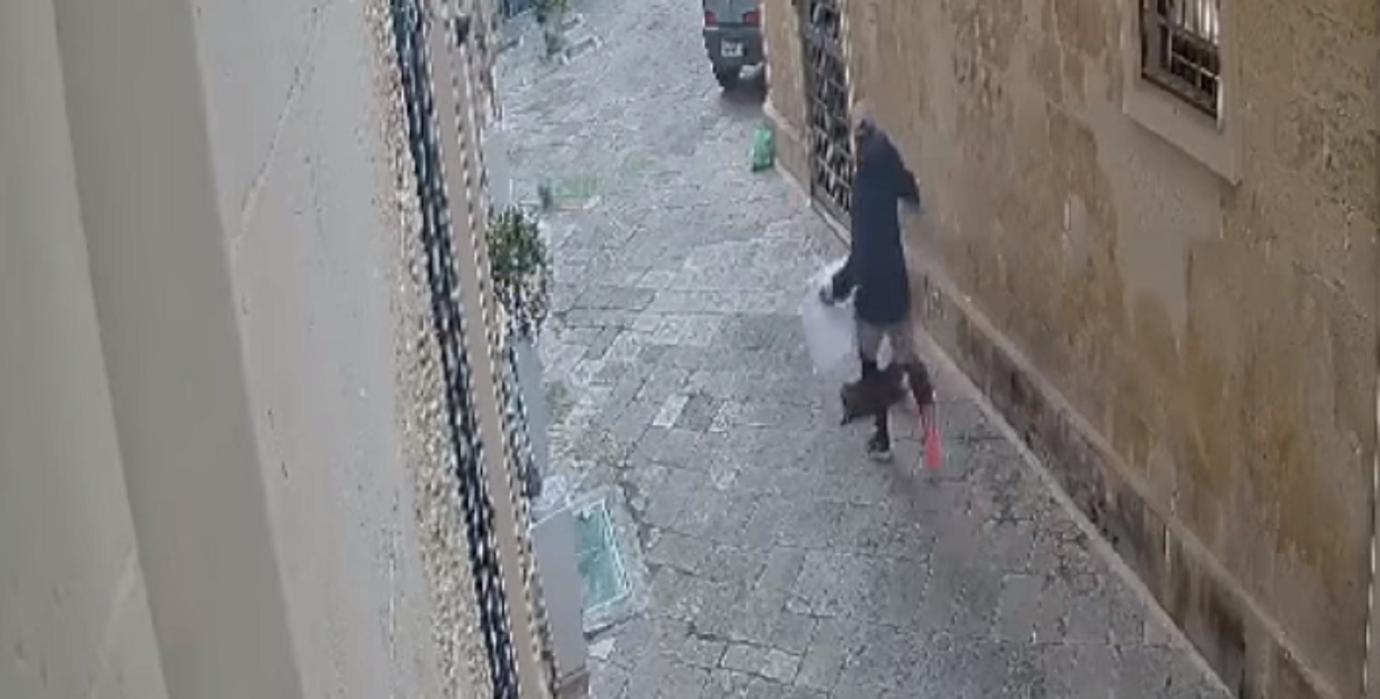 gatto picchiato Lecce