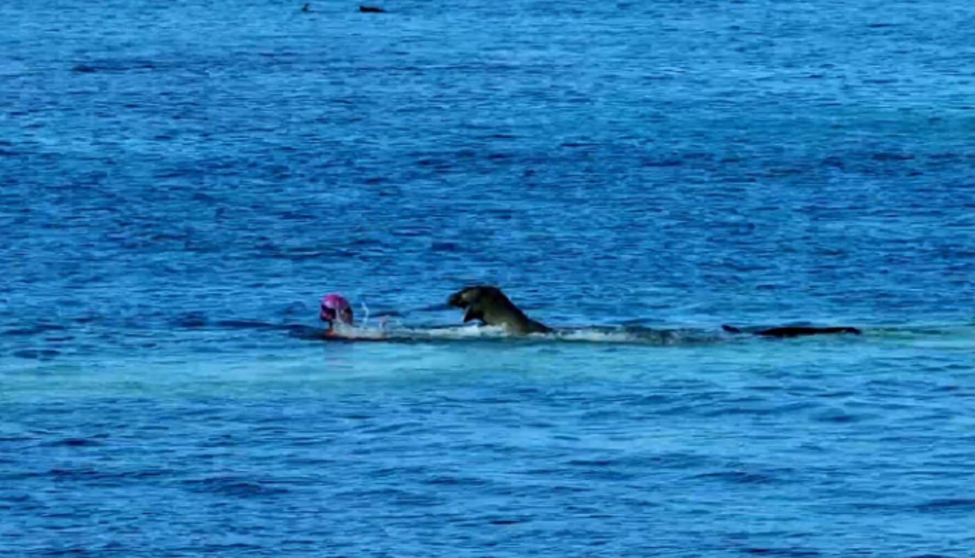 attacco foca monaca bagnante