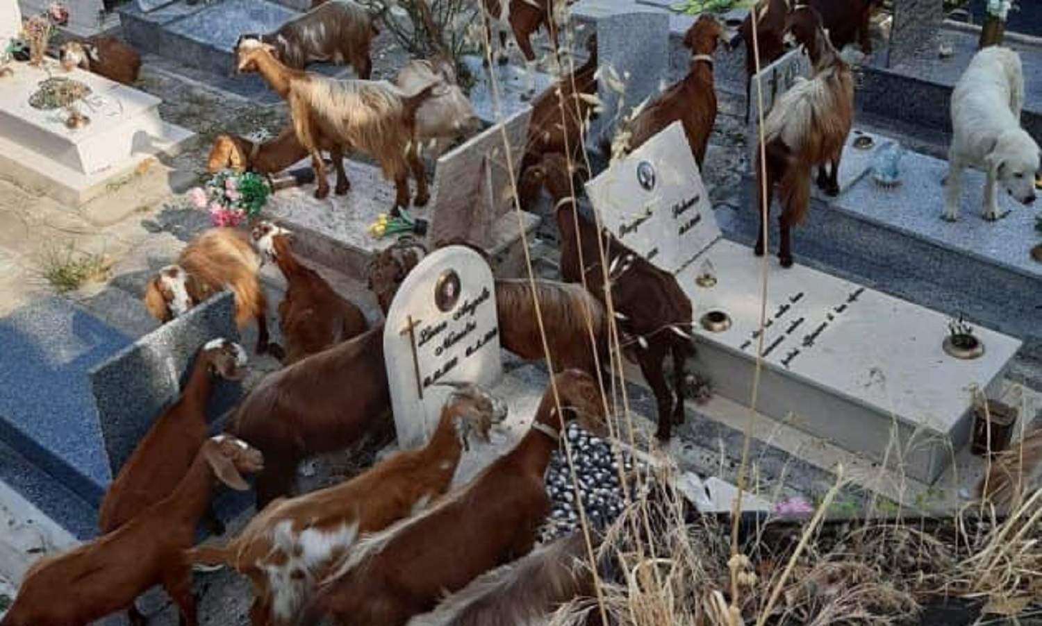 capre cimitero salerno