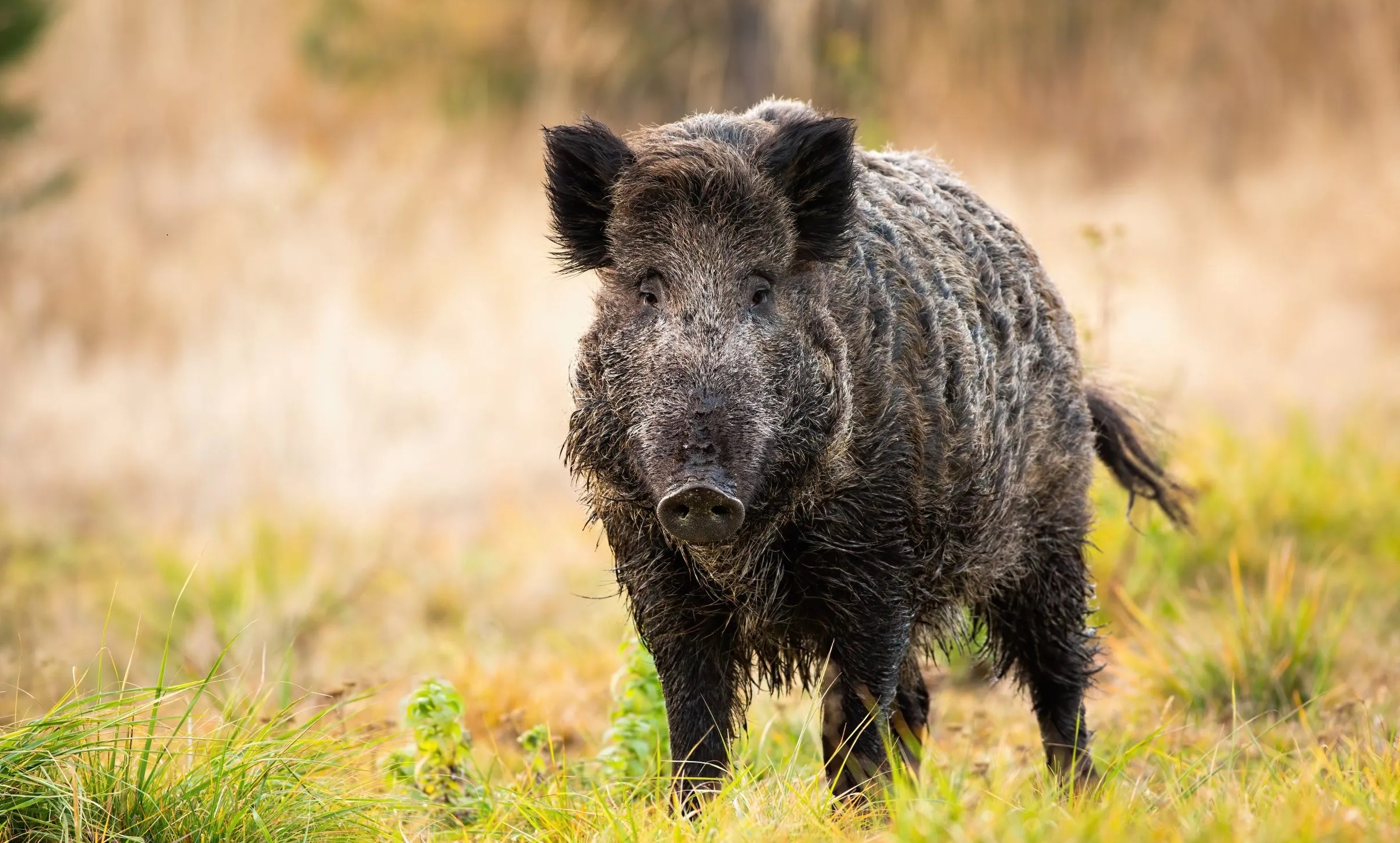 cinghiale mantova