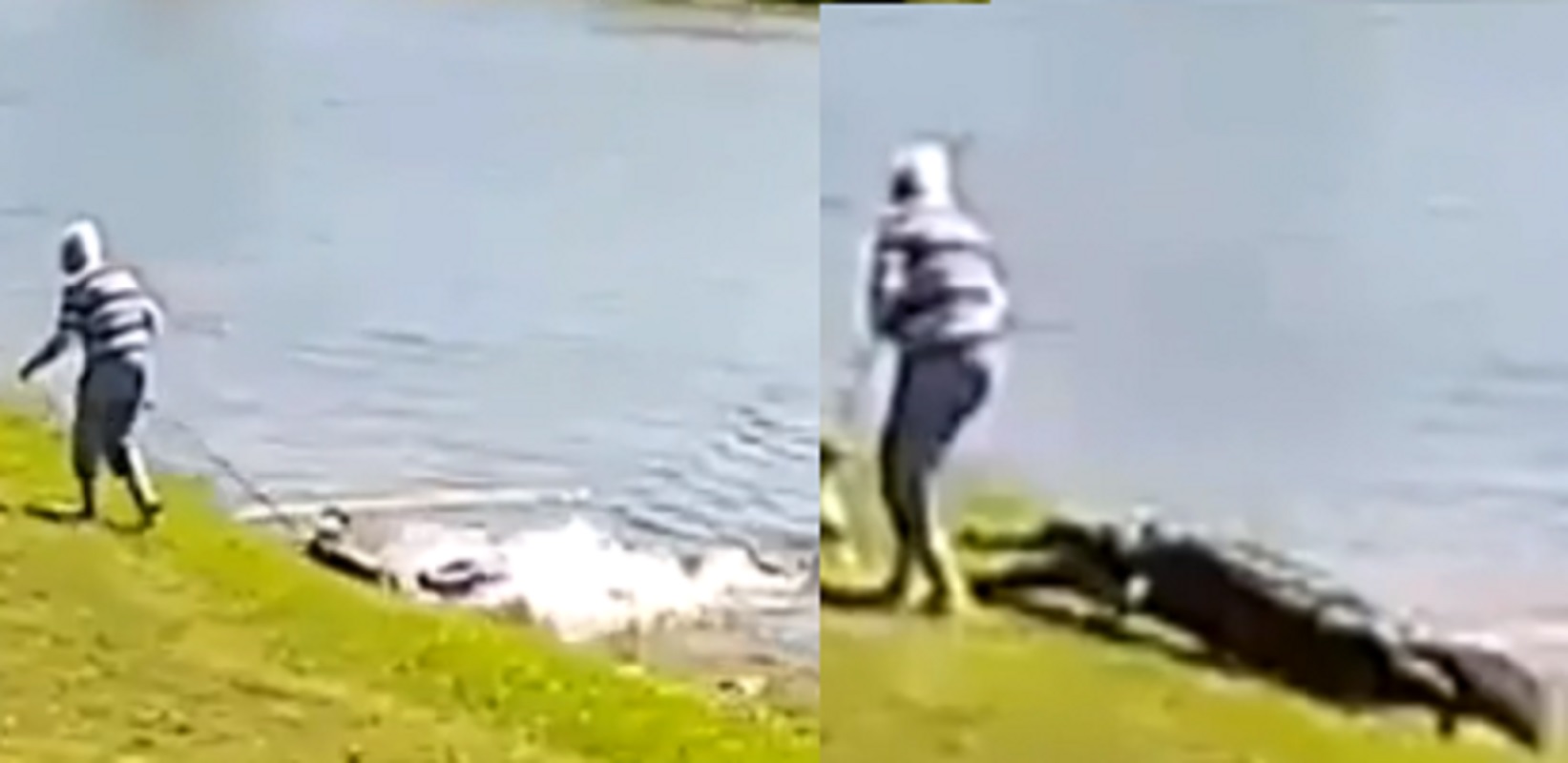 alligatore attacco donna con cane