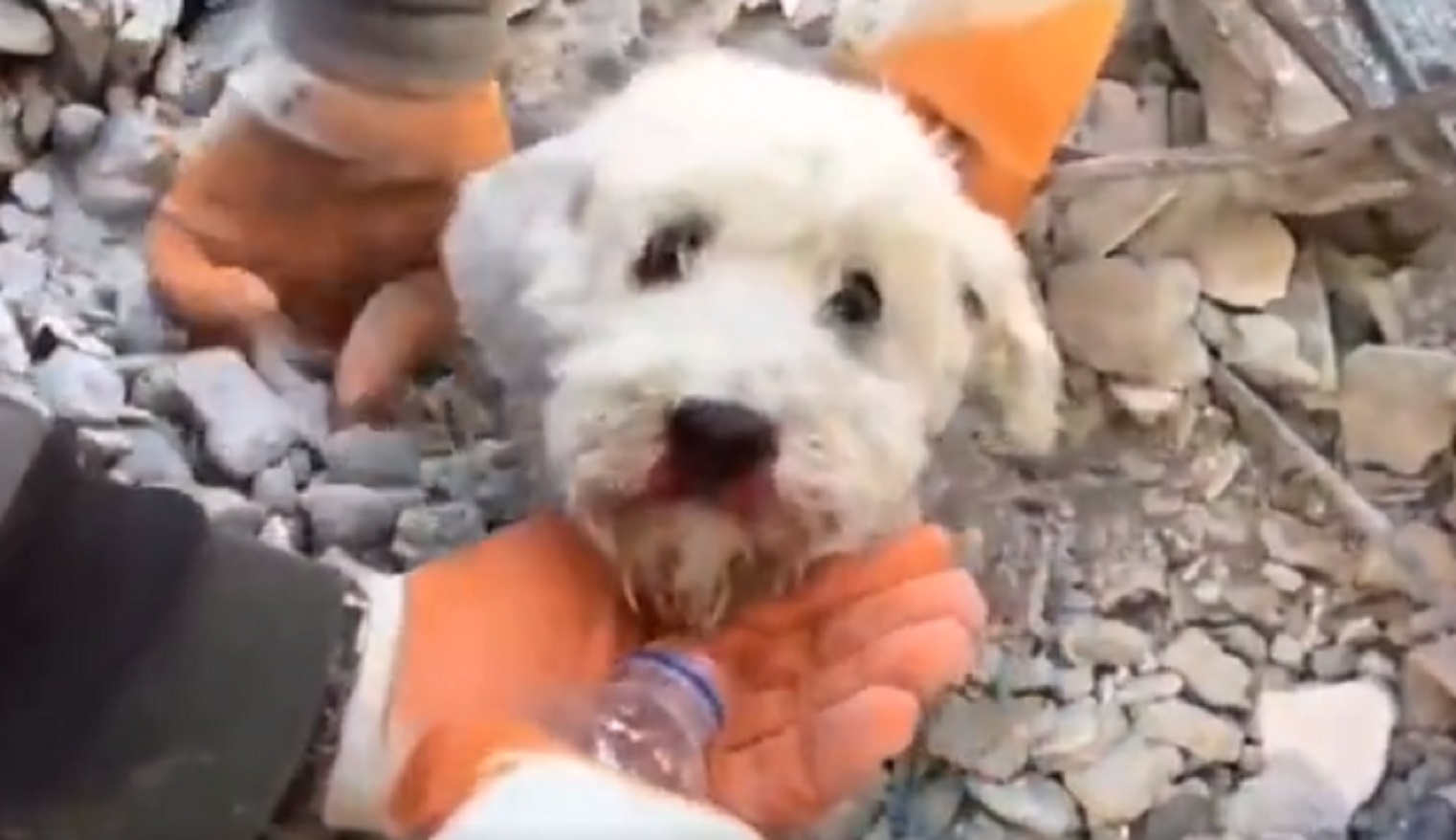 cane maltese terremoto Turchia