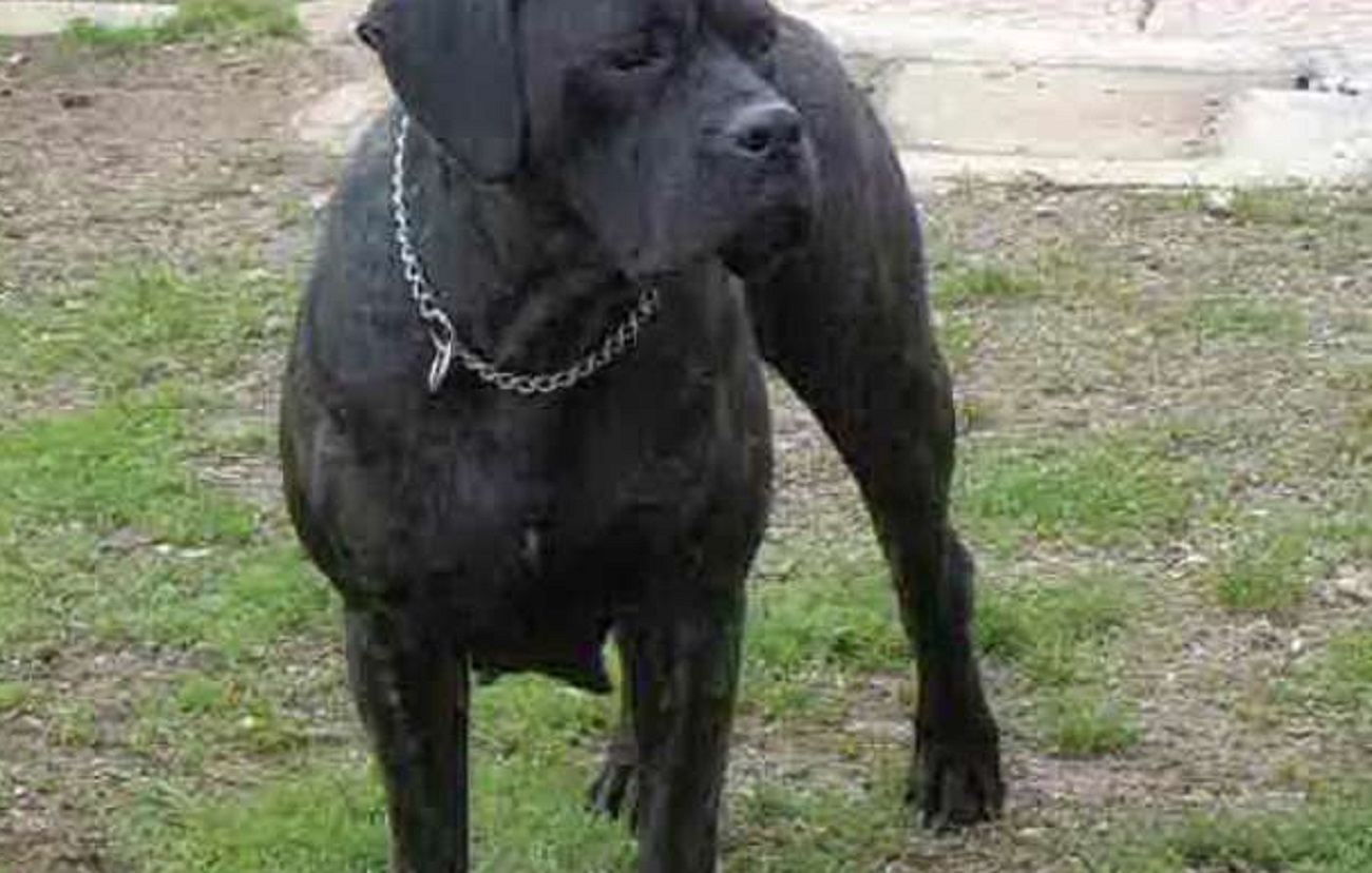 cane corso