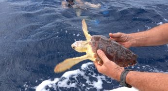 Asinara Archivi | Notizie Audaci