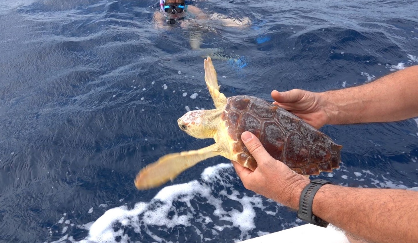 tartaruga marina caretta caretta