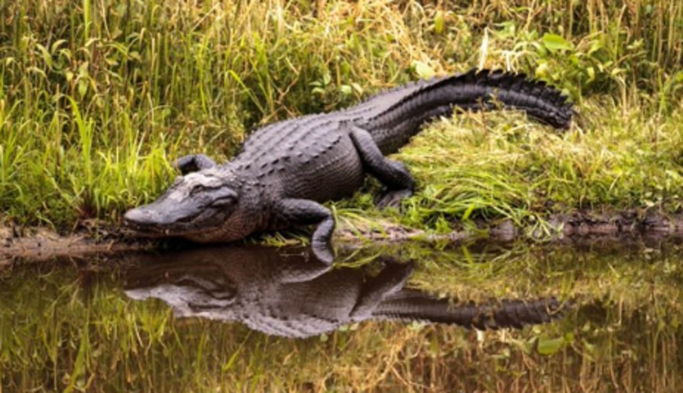 Alligatore killer Carolina del sud