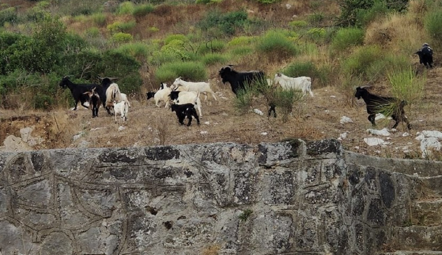 Caprette Anacapri