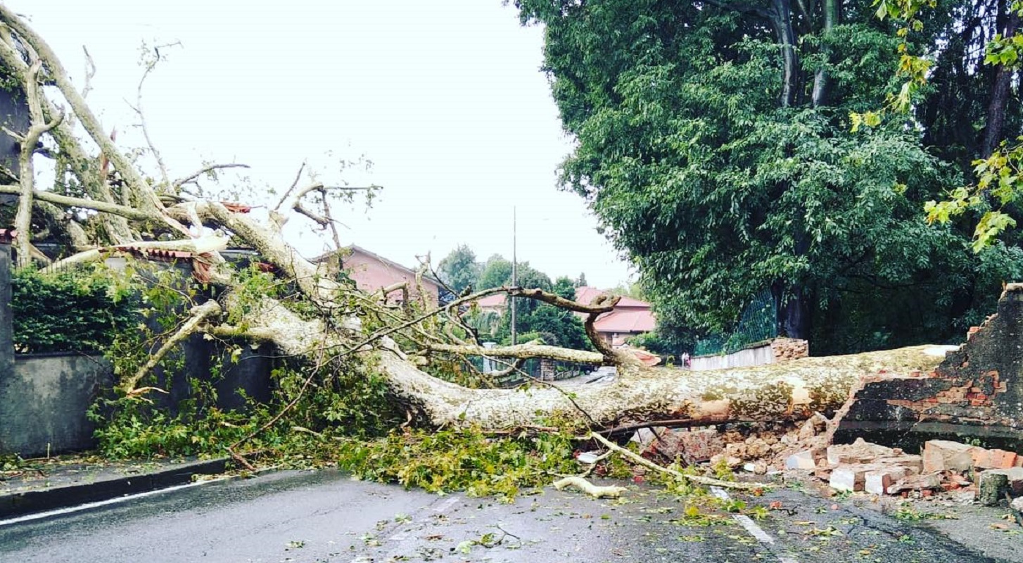 albero caduto su donna Lissone