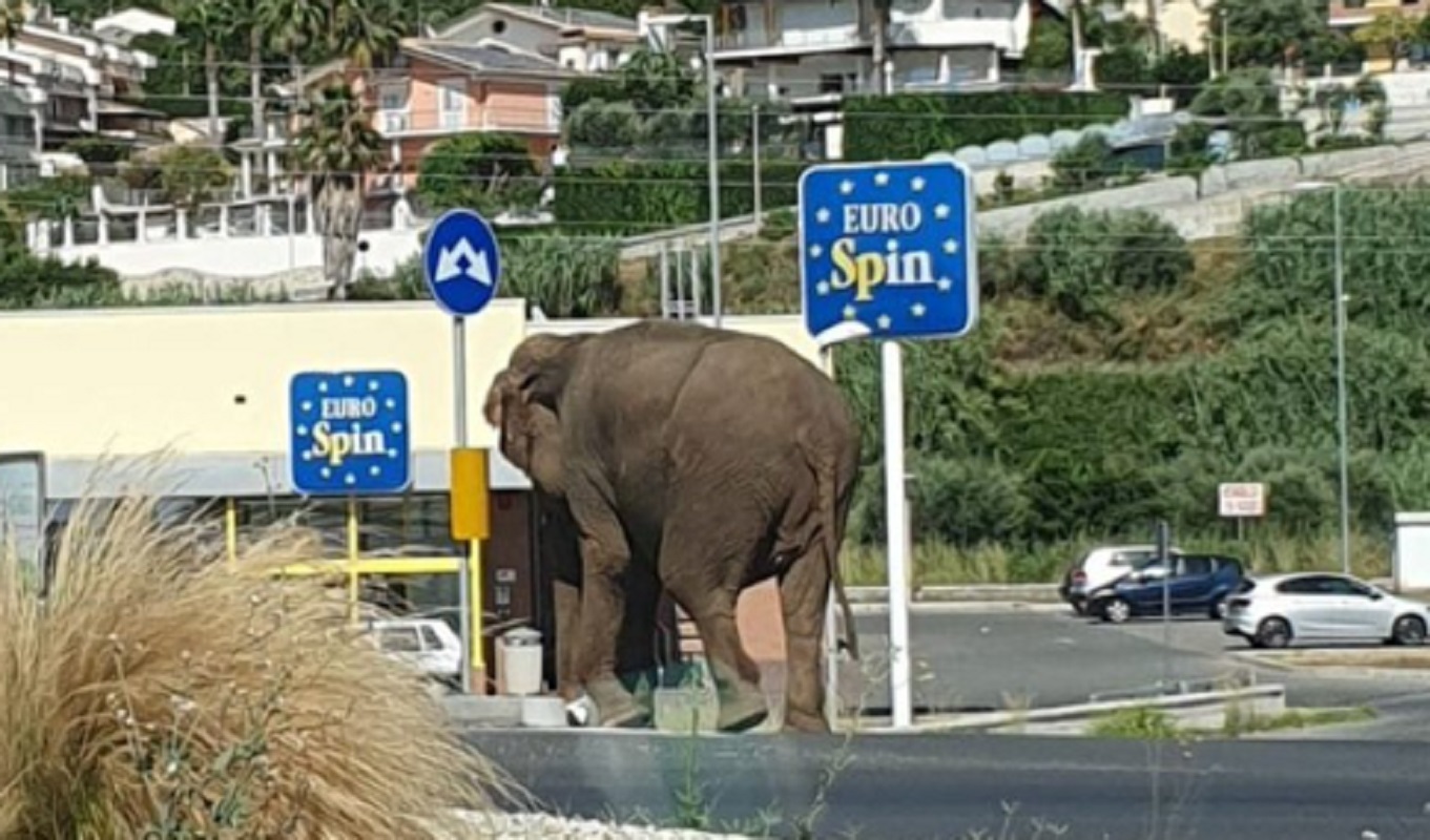 elefante Amantea