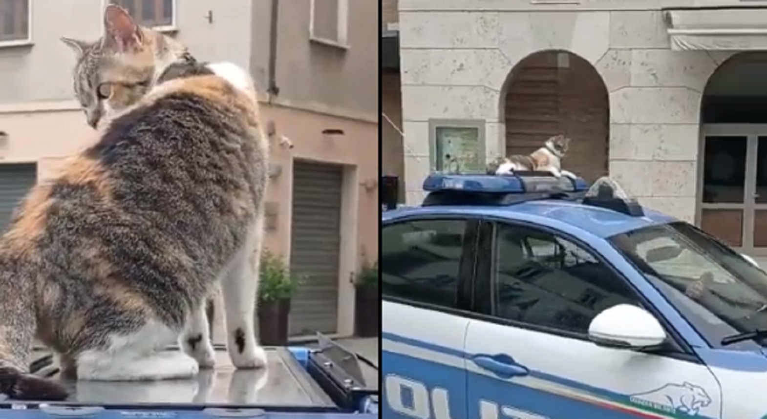 Giornata mondiale del gatto Archivi Notizie Audaci