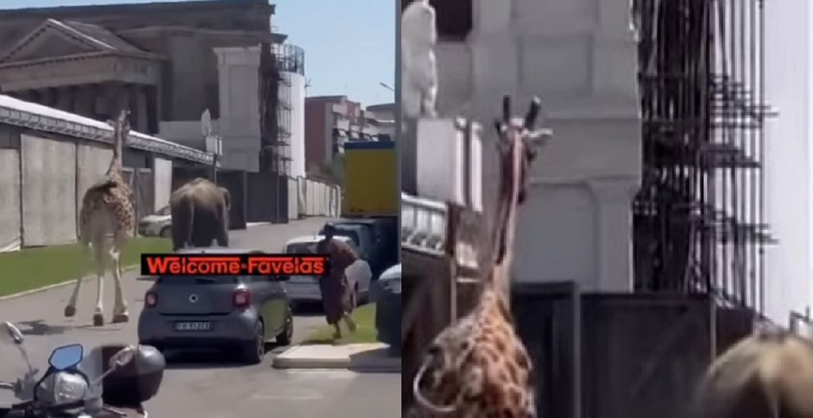 giraffa-elefante e giraffa fuga cinecittà