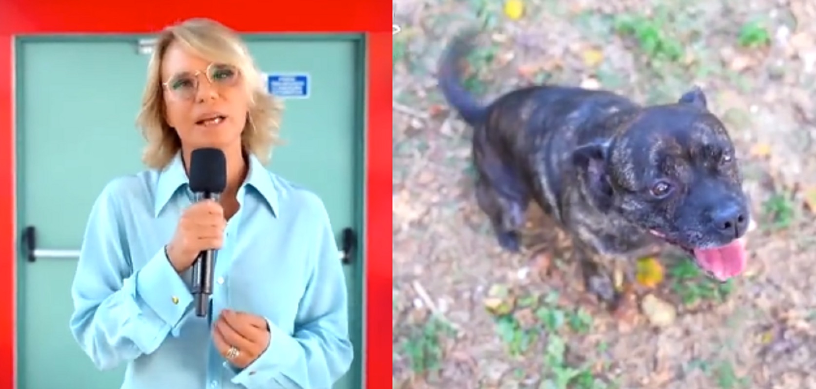 Maria De Filippi adotta un cane