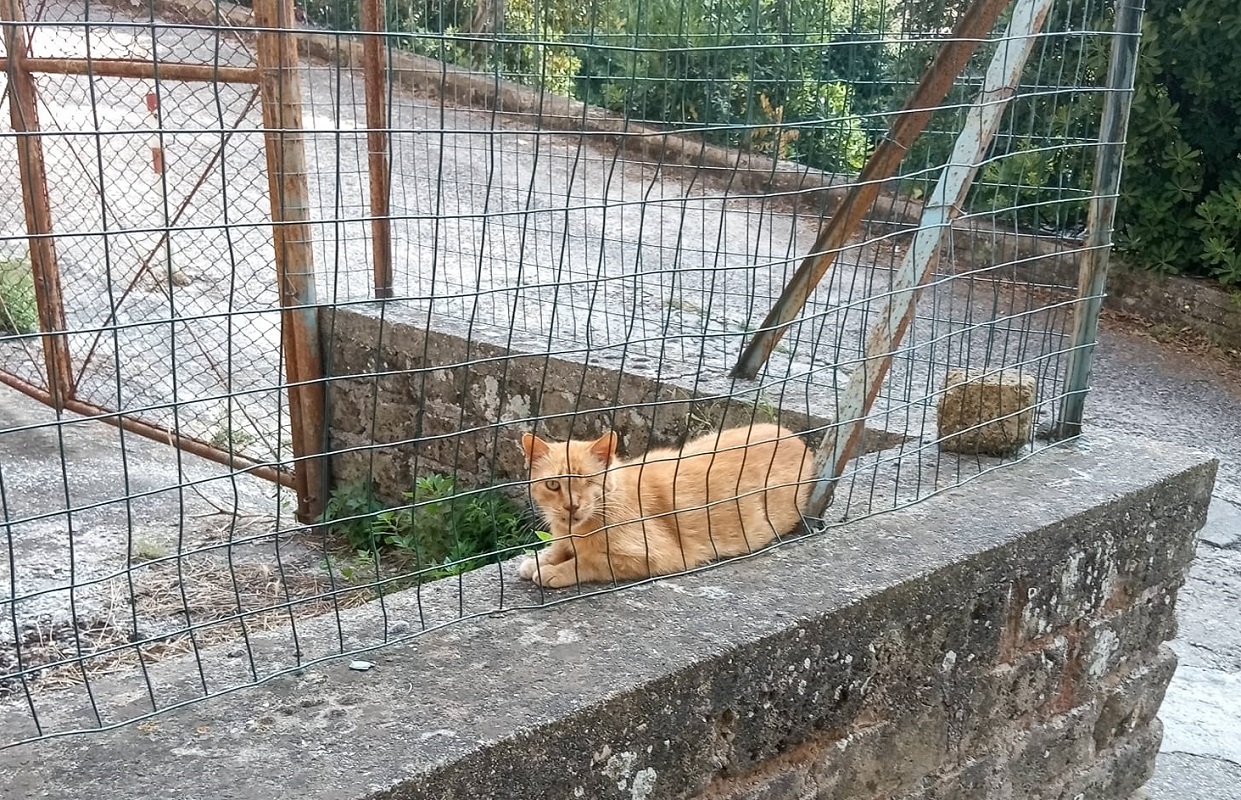 gatto Roscio ucciso