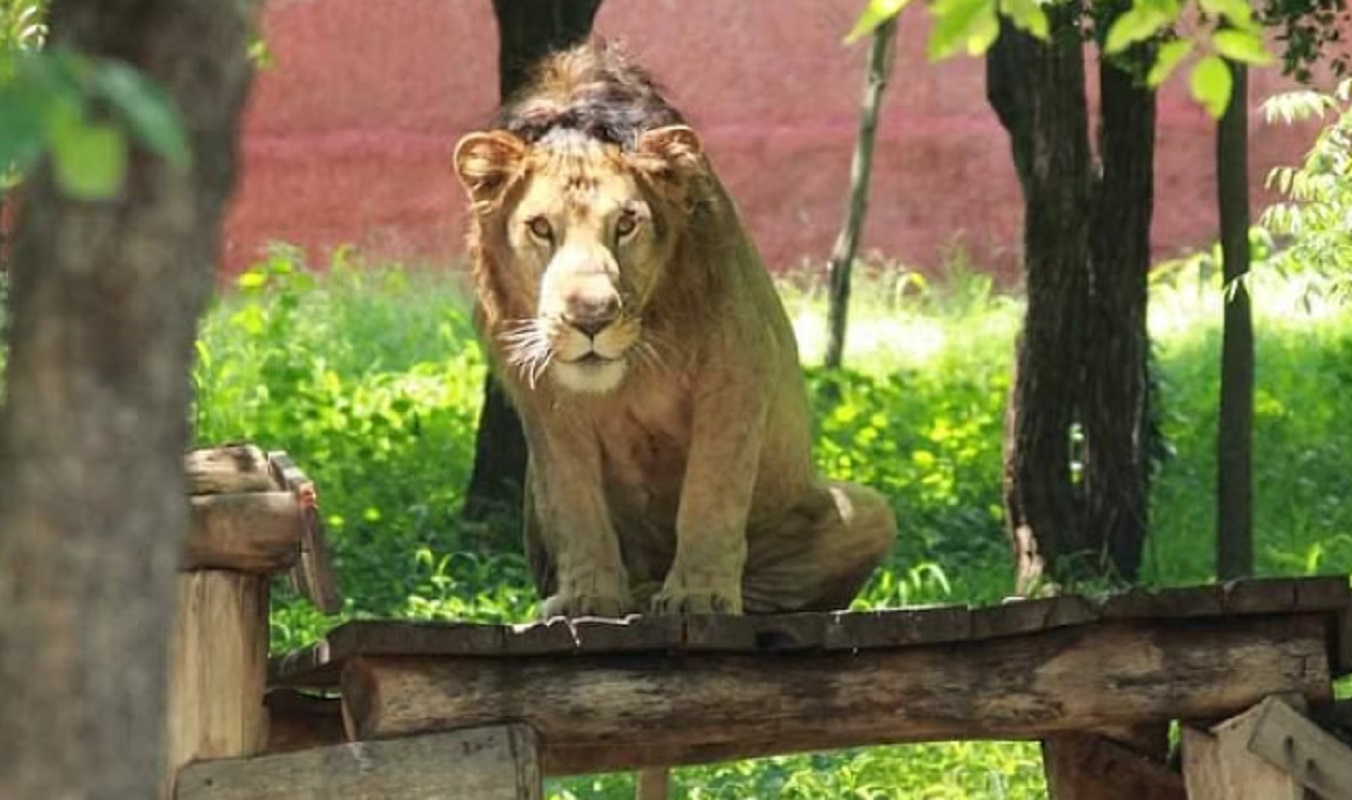 leone sbrana visitatore zoo