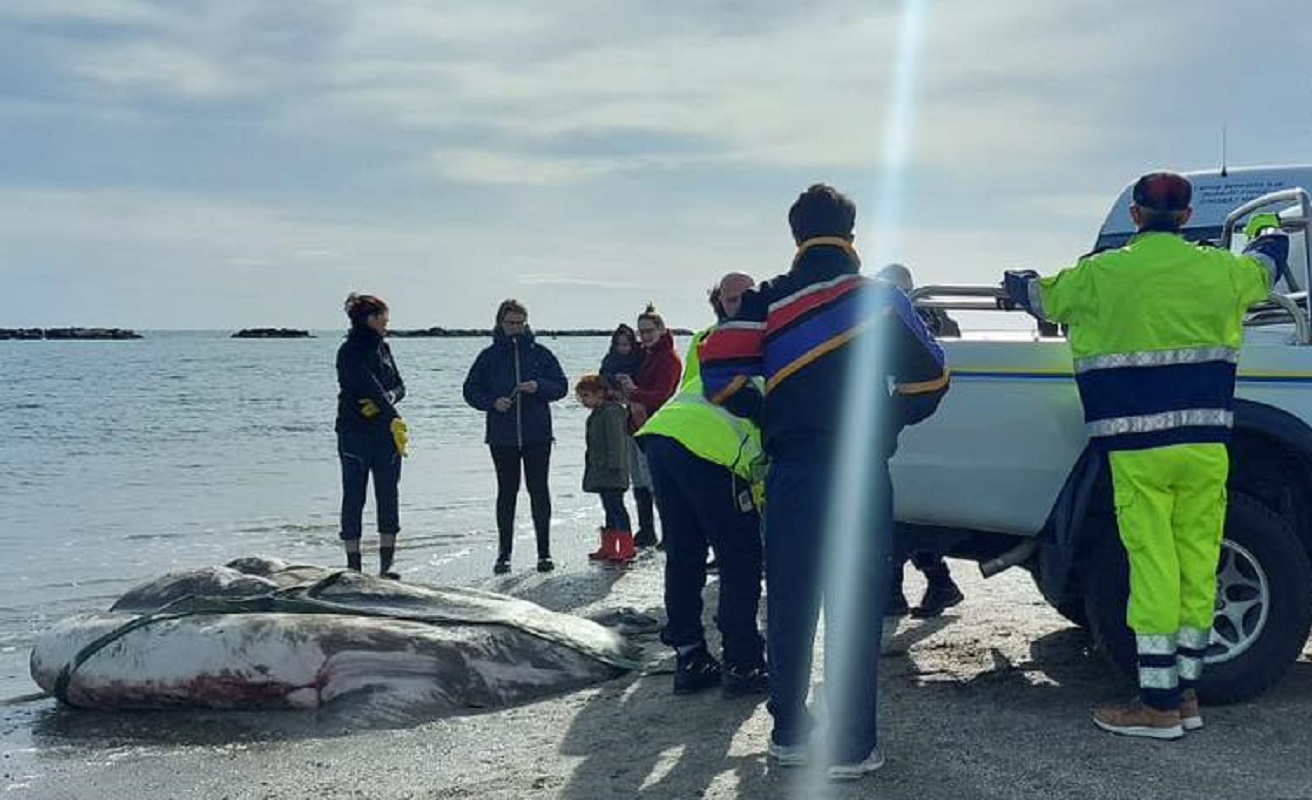 pesce luna da record Cesenatico