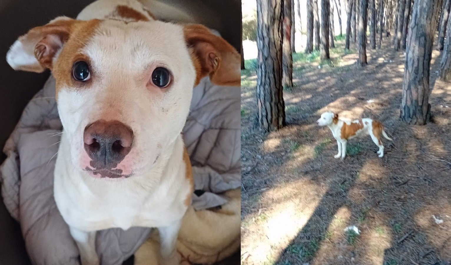 La cagnolina Maia aggredita a Campolongo