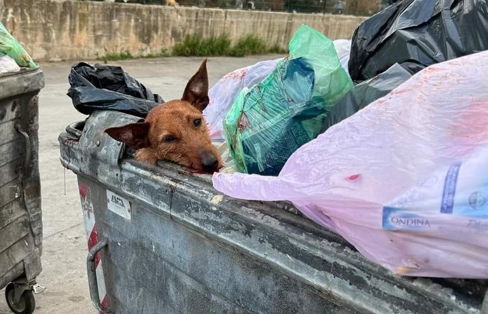 Orrore a Palermo cane in un cassonetto