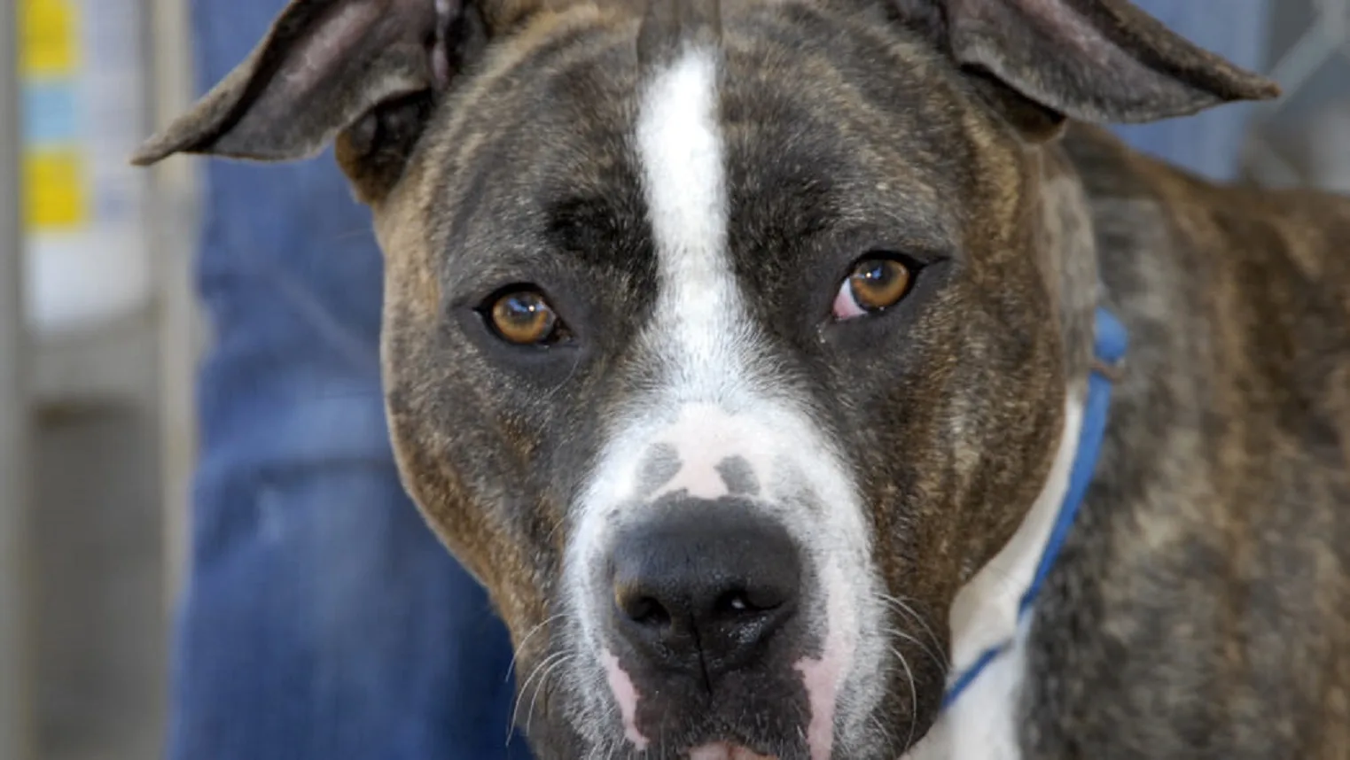 Pitbull si libera e aggredisce due sorelle nel foggiano