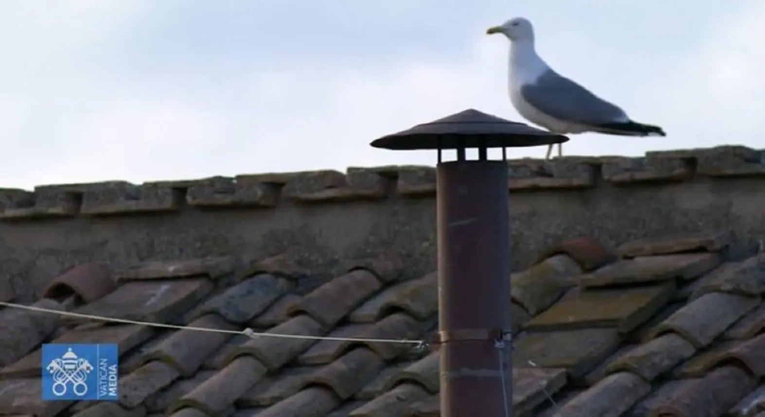 Conclave, prima fumata nera dopo oltre tre ore: i motivi del ritardo, un gabbiano star della serata Conclave, prima fumata nera dopo oltre tre ore: i motivi del ritardo, un gabbiano star della serata