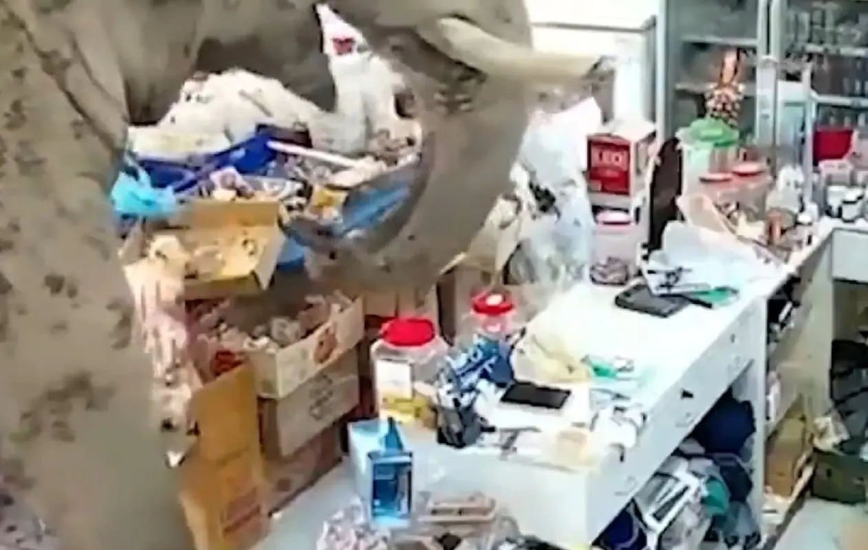 Un elefante è antranto in un supermarket ed ha fatto razzia di snack