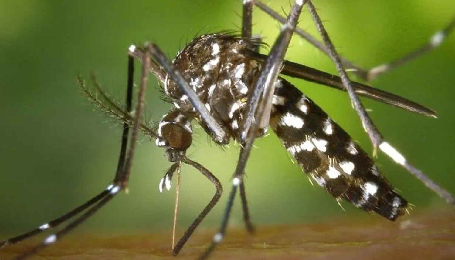 Allerta West Nile, morta donna in provincia di Roma