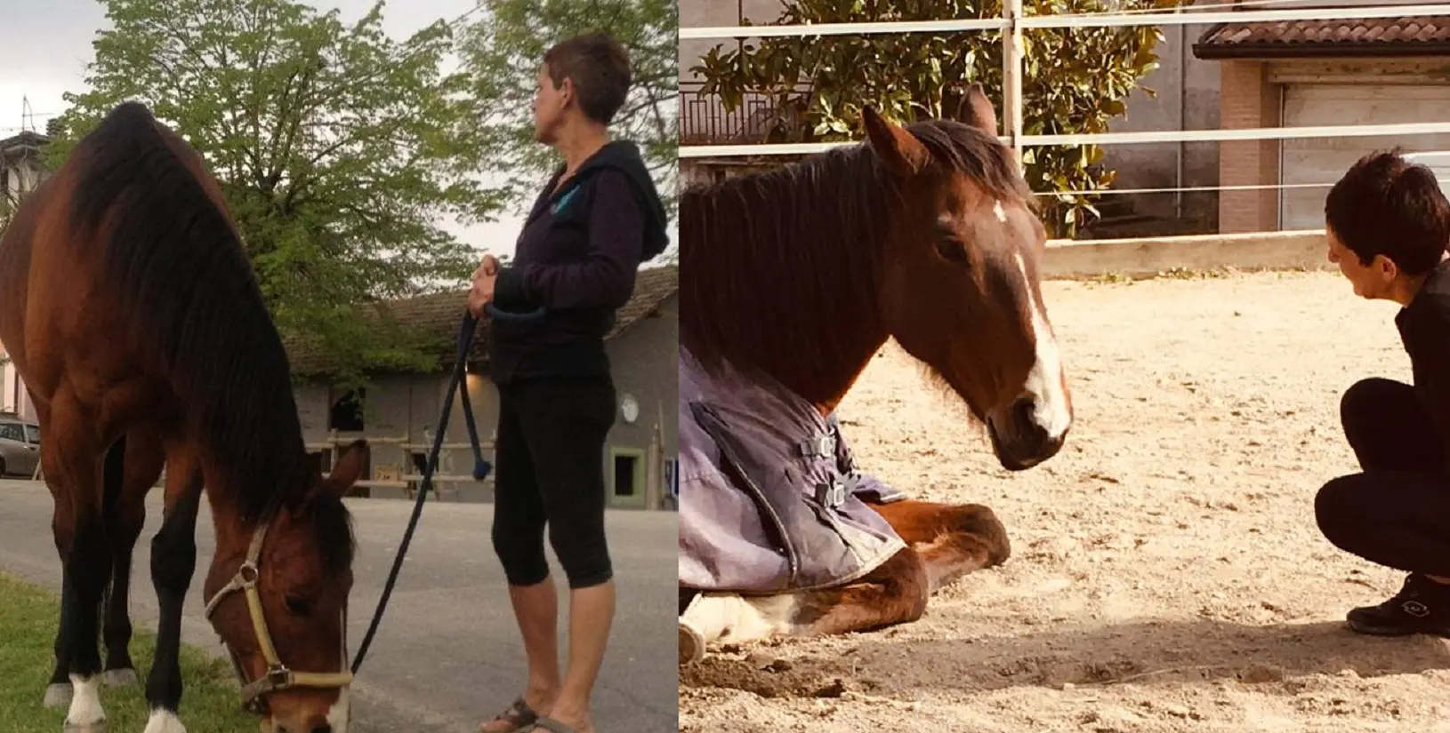 Tragedia a Casina: Elisabeth Halg trovata morta nel cortile di casa, l’ipotesi del cavallo e cosa sappiamo Tragedia a Casina: Elisabeth Halg trovata morta nel cortile di casa, l’ipotesi del cavallo e cosa sappiamo