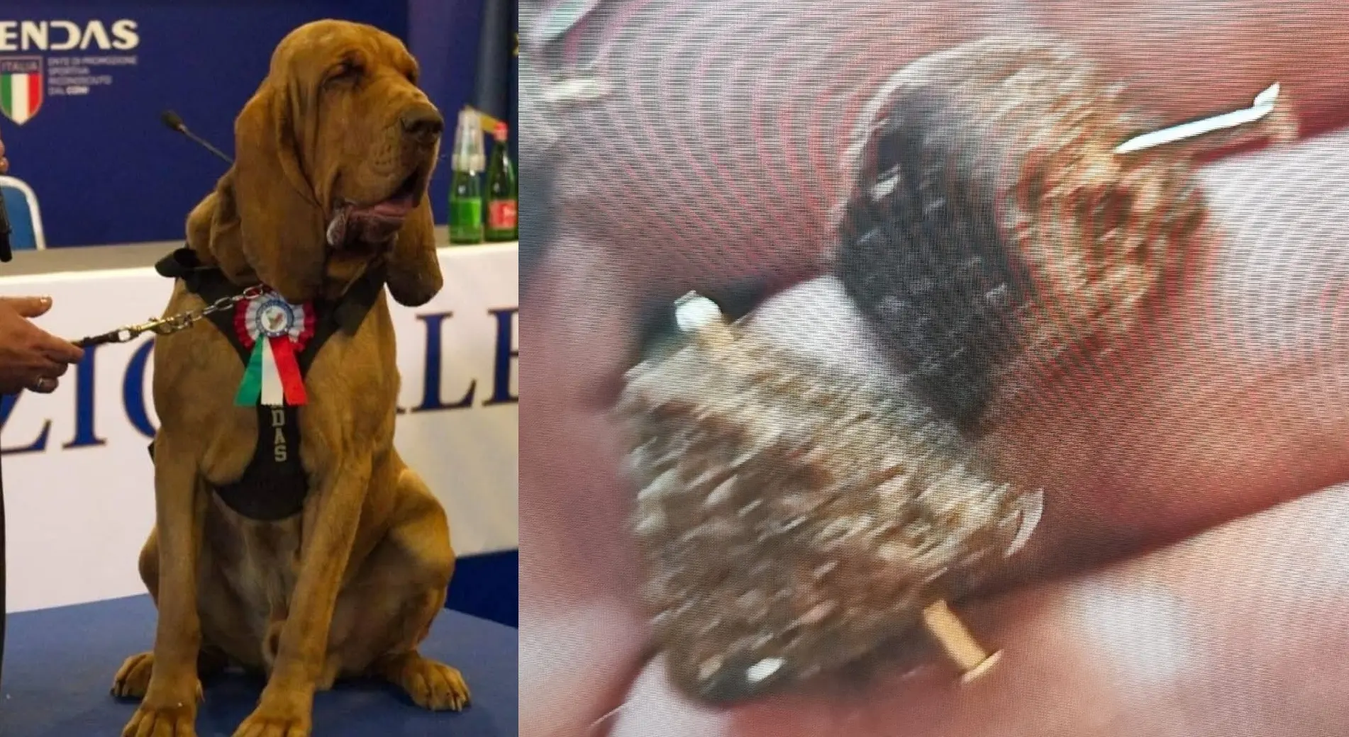 Chi ha ucciso Bruno, il cane eroe premiato da Meloni: la verità dietro il wurstel pieno di chiodi Chi ha ucciso Bruno, il cane eroe premiato da Meloni: la verità dietro il wurstel pieno di chiodi