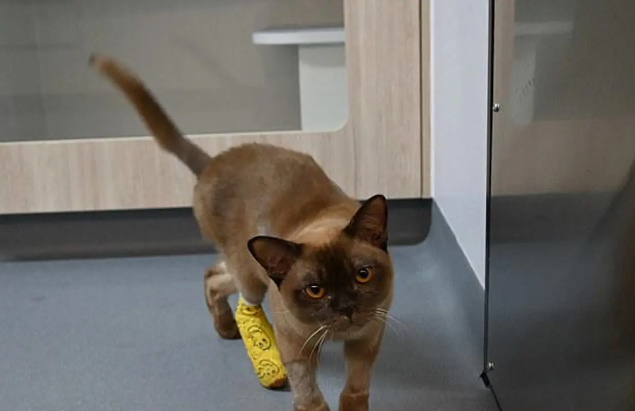 Il gatto birmano Pablo, salvato miracolosamente