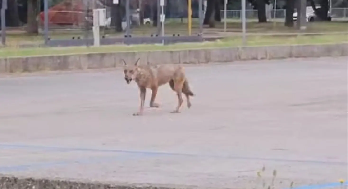 Lupo a spasso tra auto e ospedale a Ravenna: video virale, allerta e piano di monitoraggio Lupo a spasso tra auto e ospedale a Ravenna: video virale, allerta e piano di monitoraggio