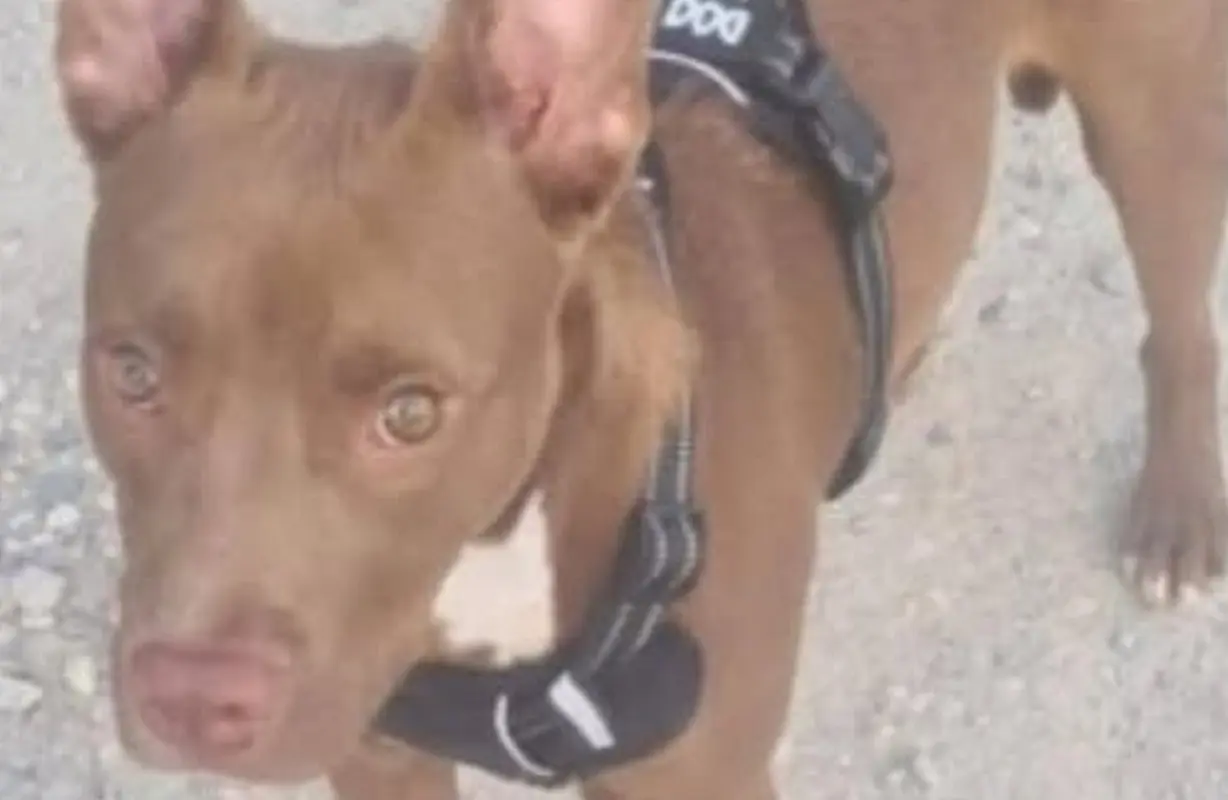 Tragedia a Fabbrico: il pitbull Diego lasciato in garage, muore di sete Tragedia a Fabbrico: il pitbull Diego lasciato in garage, muore di sete