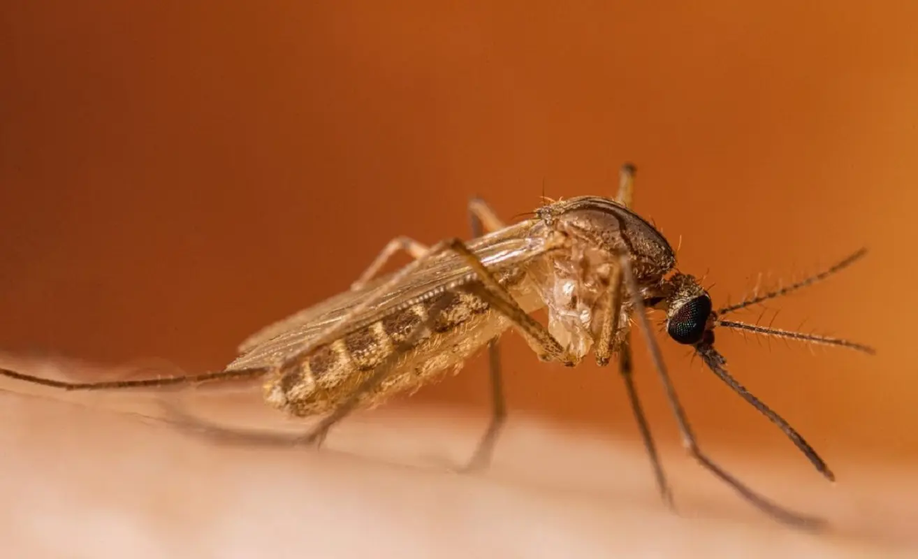 West Nile: morto un detenuto ai domiciliari nel Casertano, vittima anche un 86enne a Latina West Nile: morto un detenuto ai domiciliari nel Casertano, vittima anche un 86enne a Latina