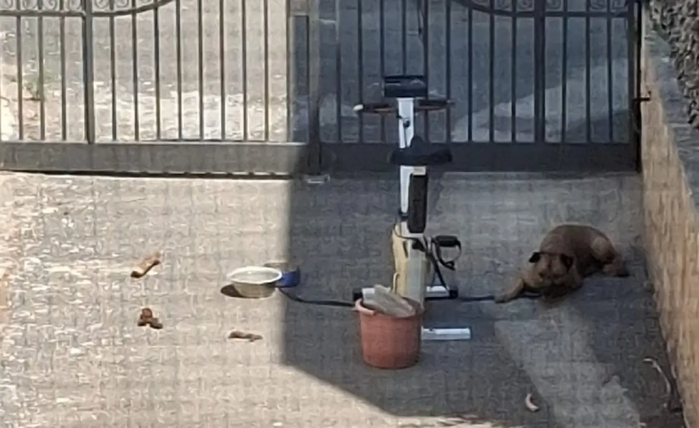 A Giugliano un cane è morto di stenti dopo essere rimasto legato per giorni a una cyclette mentre la padrona era fuori città