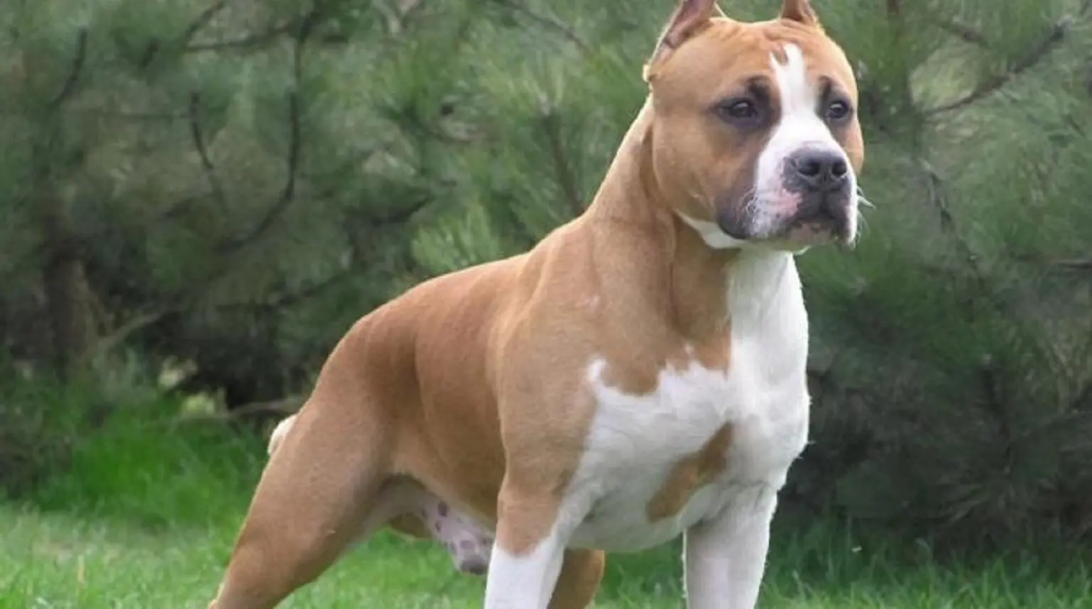 Bambina di 5 anni azzannata al volto da un Amstaff all’Elba: operata al Meyer di Firenze Bambina di 5 anni azzannata al volto da un Amstaff all’Elba: operata al Meyer di Firenze
