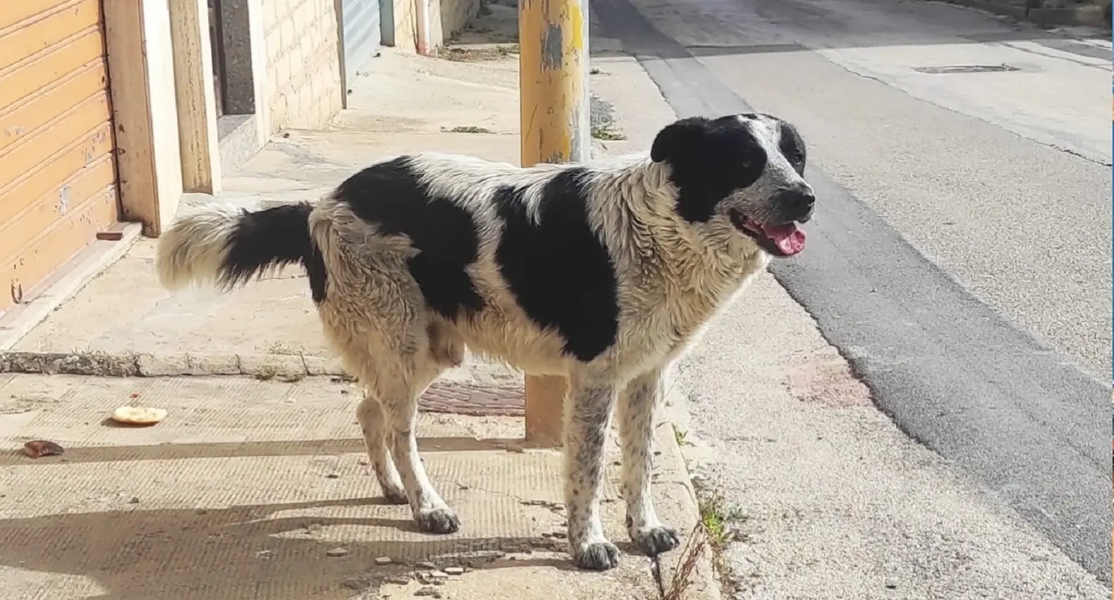 L’orribile morte del cane Merlino a Naro: il 27enne aveva il foglio di via, interrogativi e indifferenza L’orribile morte del cane Merlino a Naro: il 27enne aveva il foglio di via, interrogativi e indifferenza