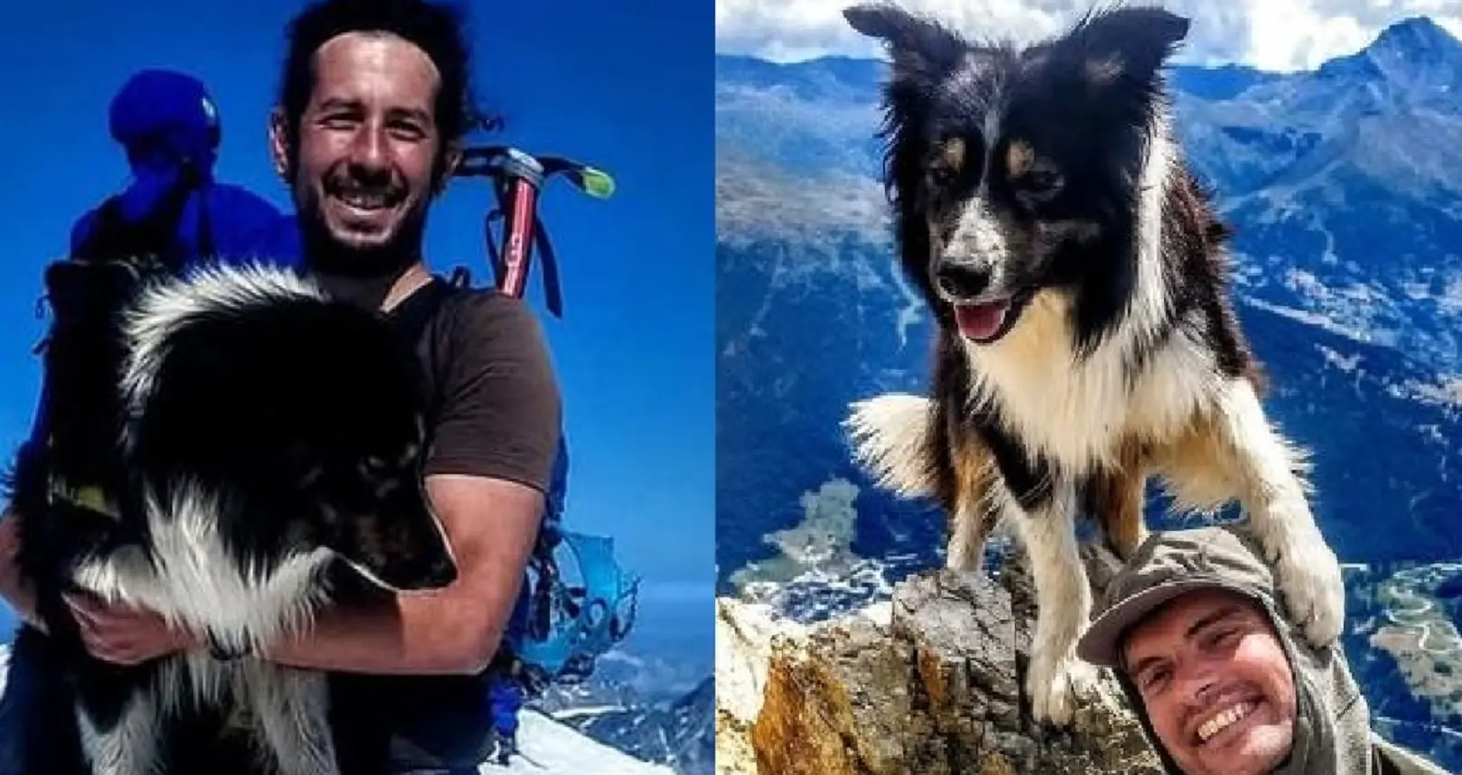 Switch, il cane campione trovato morto sul ghiacciaio di Nel