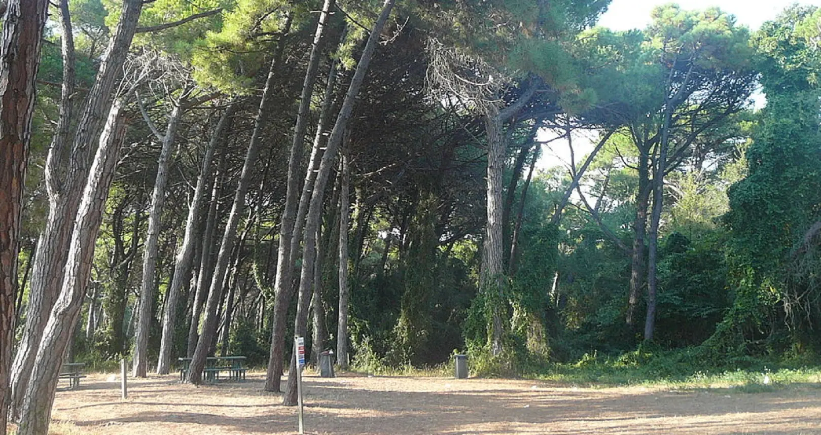Macabro ritrovamento nella pineta di Torre del Lago: cadavere in avanzata decomposizione Macabro ritrovamento nella pineta di Torre del Lago: cadavere in avanzata decomposizione