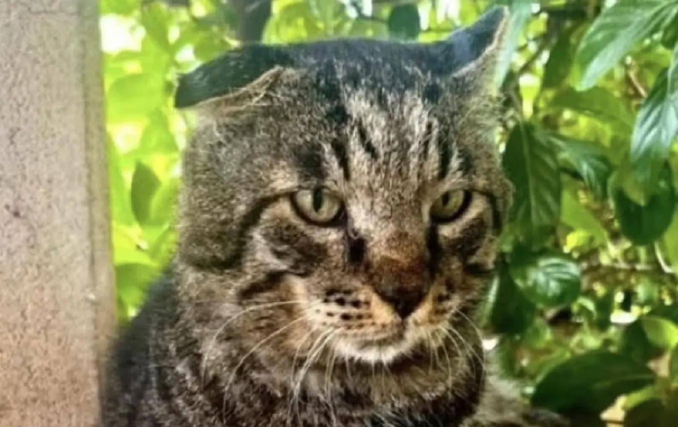 boris il gatto eroe che sopravvive a un lupo la sua incredibile storia a venturina